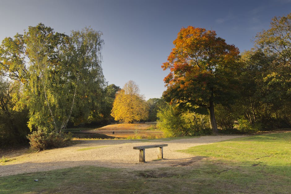 A wide outdoor scene at Hounslow Heath featuring a park with a gravel pathway leading towards a small body of water. To the left, there are tall, leafy green trees, including a prominent silver birch with white bark and drooping branches, and on the right, a large deciduous tree displaying vibrant orange and green foliage. In the foreground, a simple wooden park bench is positioned on the grass near the pathway. The area is bathed in soft afternoon light, casting gentle shadows. In the background, more trees and greenery extend along the water’s edge, creating a peaceful natural setting. This tranquil landscape exemplifies a typical backdrop for house removals or furniture transport services, with an open space suitable for loading and unloading items in proximity to the park and Hounslow’s natural environment, as provided by Man With a Van Hounslow.
